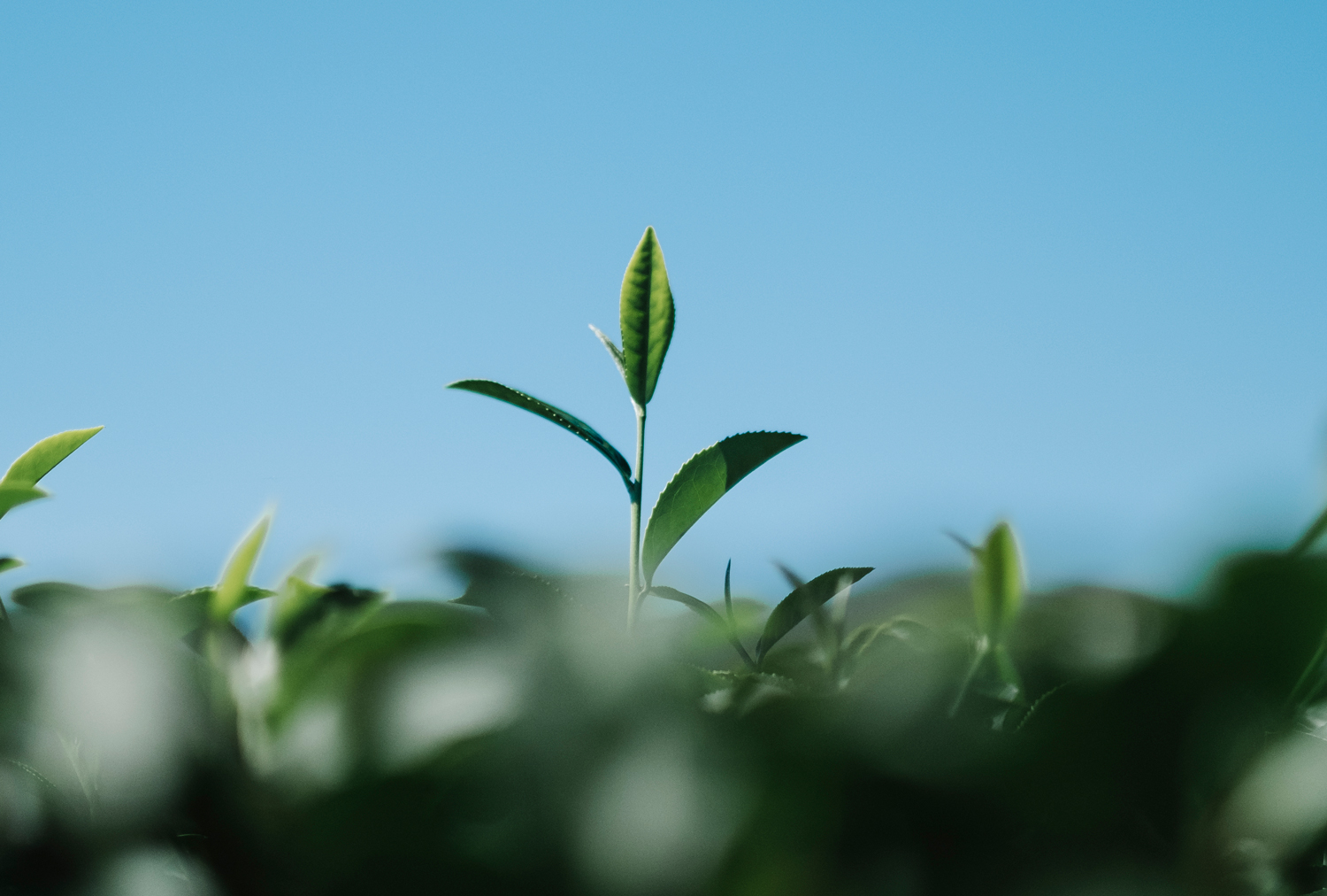 tea leaf field